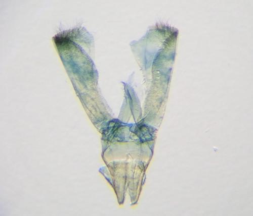 Caloptilia hemidactylella
